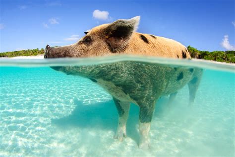 pigs in nassau|Best Way to See the Swimming Pigs from Nassau –。